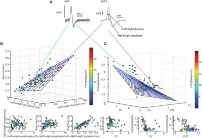 Widespread Decoding of Tactile Input Patterns Among Thalamic Neurons